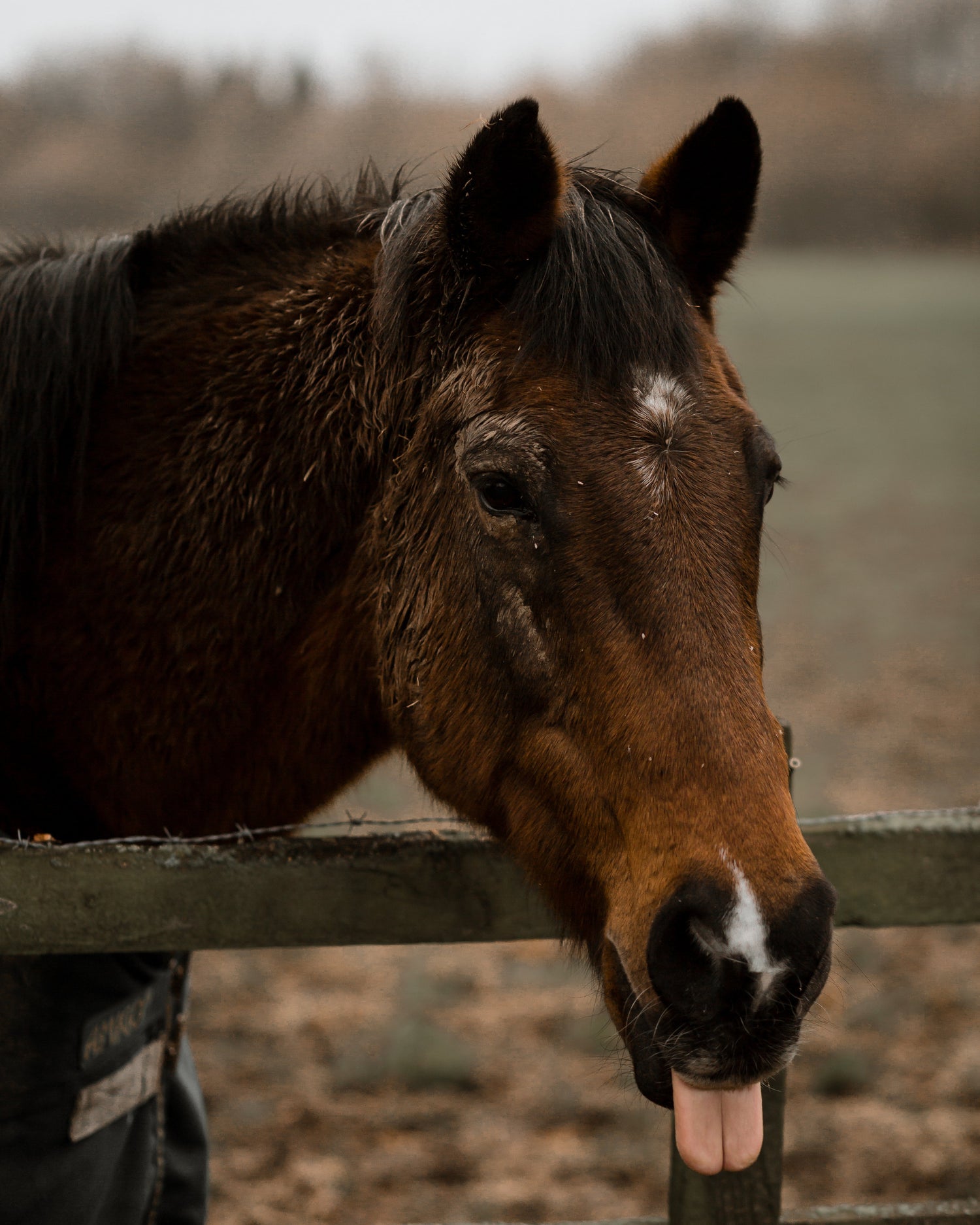 Equine