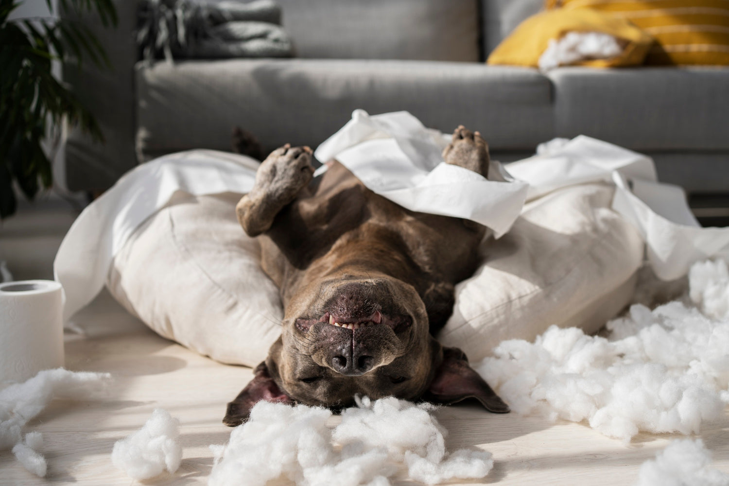 Dog Bedding