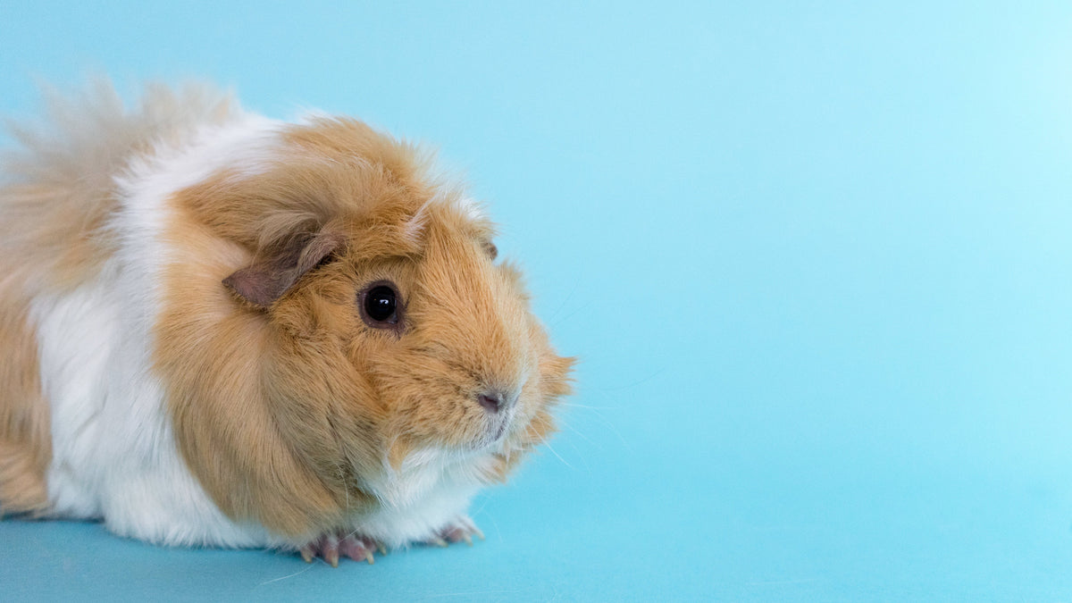 Small Animals