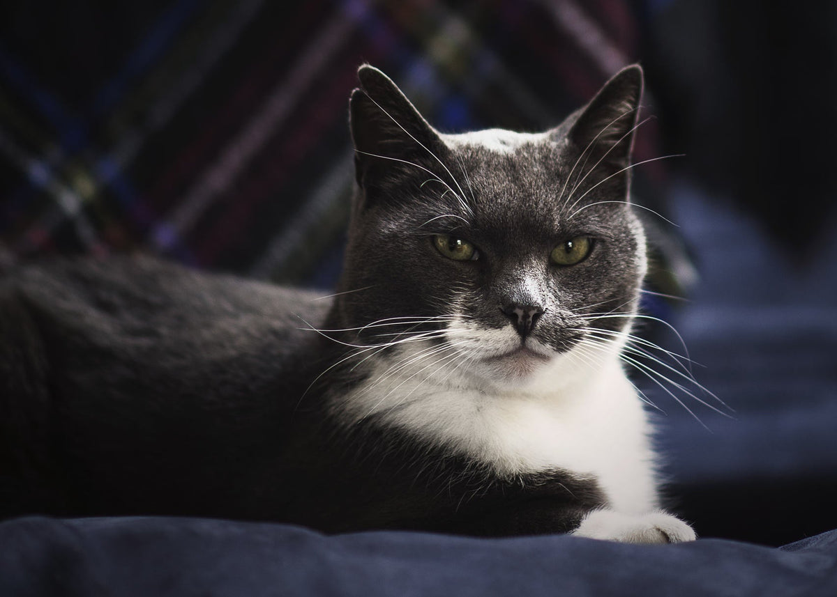Cats