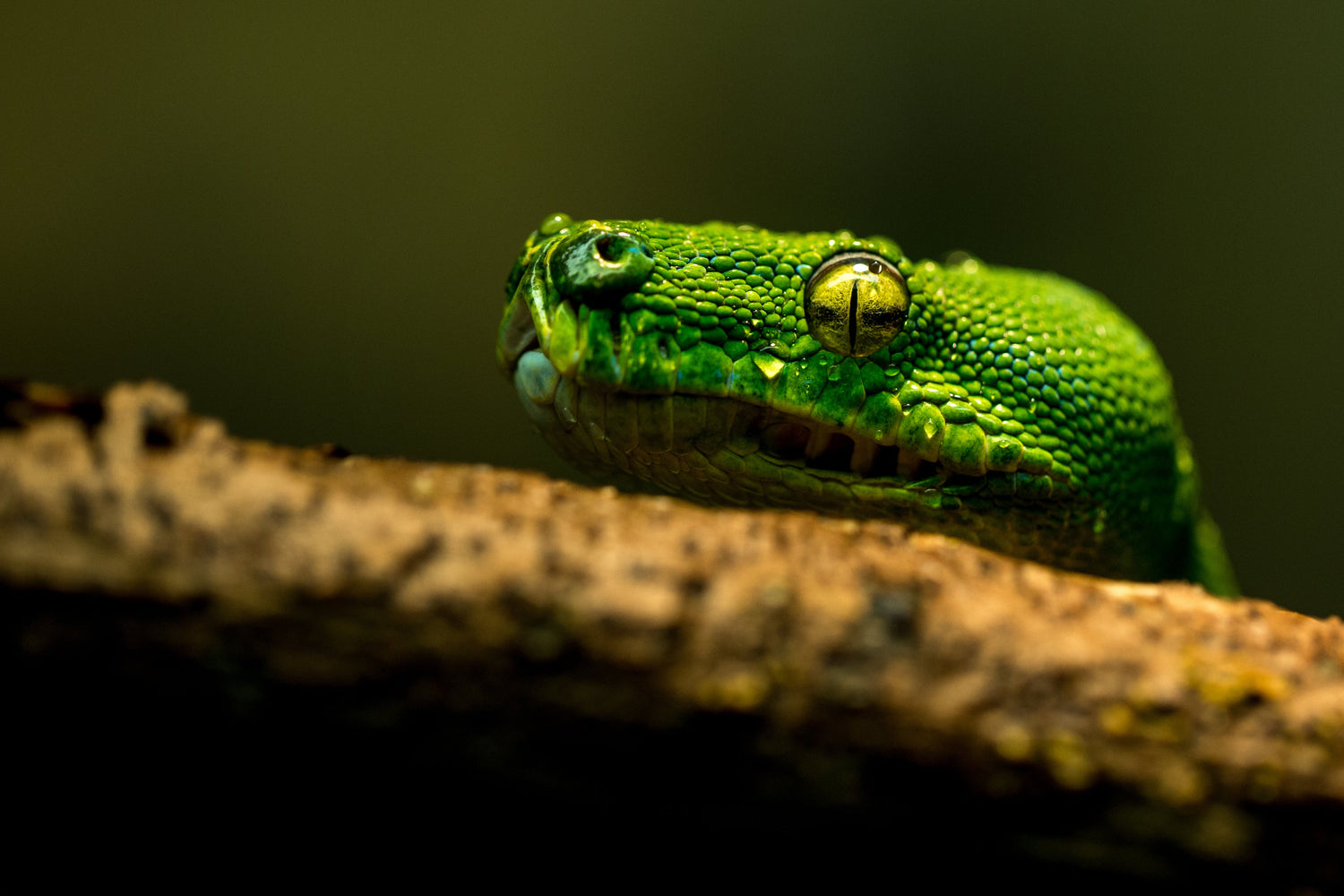 Reptile