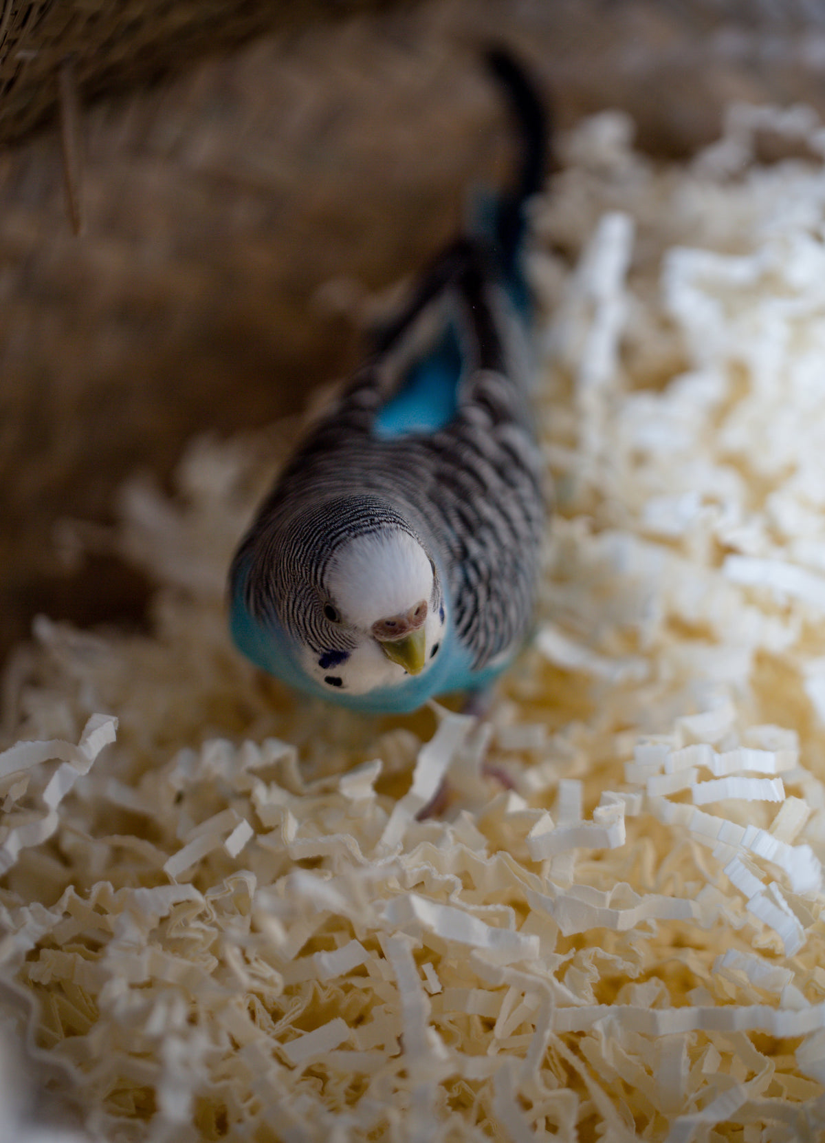 Birds