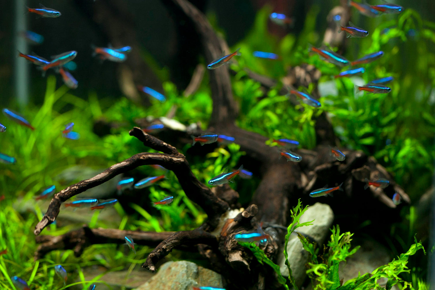 Aquarium