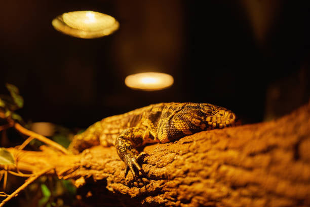 Reptile Heating and Lighting