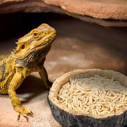 2 Pack Reptile Water and Food Bowls, Novelty Food Bowl for Lizards, Young Bearded Dragons, Small Snakes and More - Made from BPA-Free Plastic