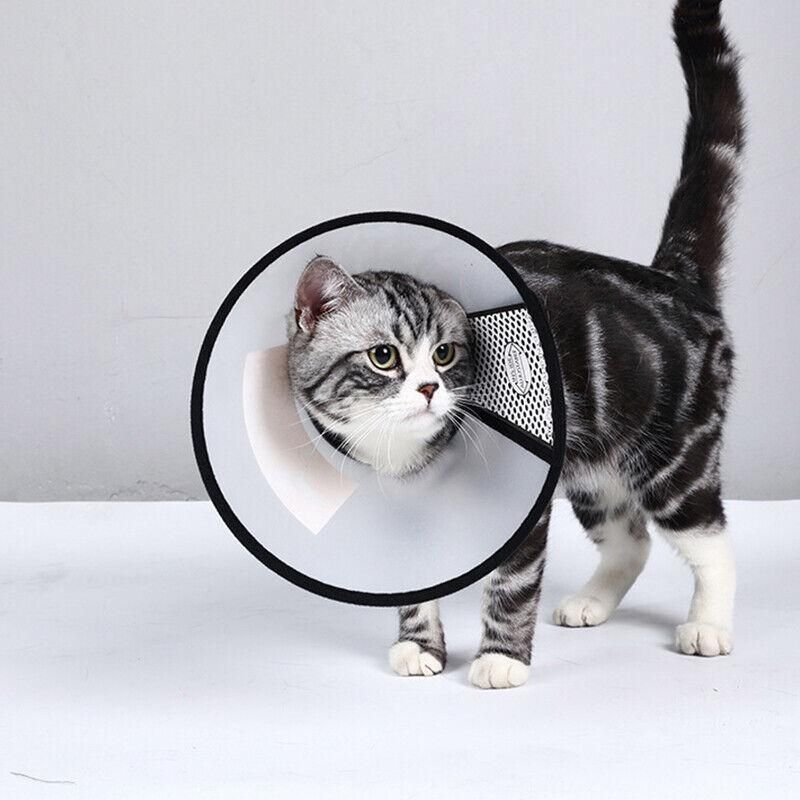 Pet Cat Dog Protective Cone Collar Elizabethan E Collar Wound Healing Recovery - Large